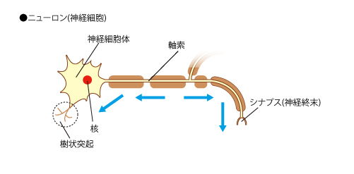 ニューロン