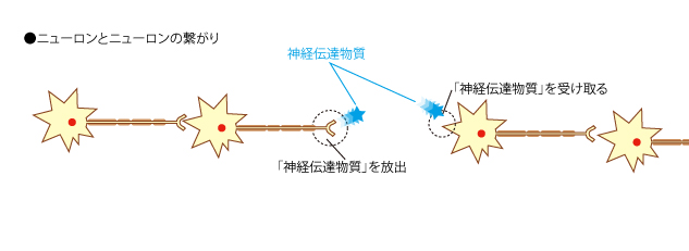 神経伝達