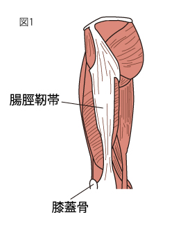 腸脛靭帯