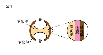 関節の構造