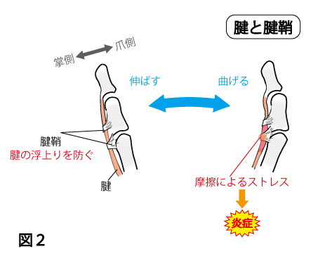 腱と腱鞘