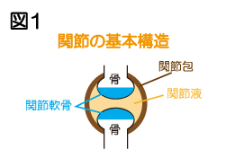 関節の基本構造