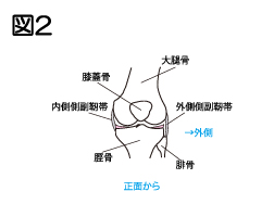 膝　構造