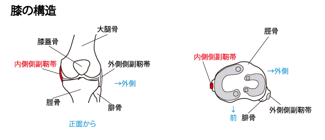 内側側副靱帯　構造