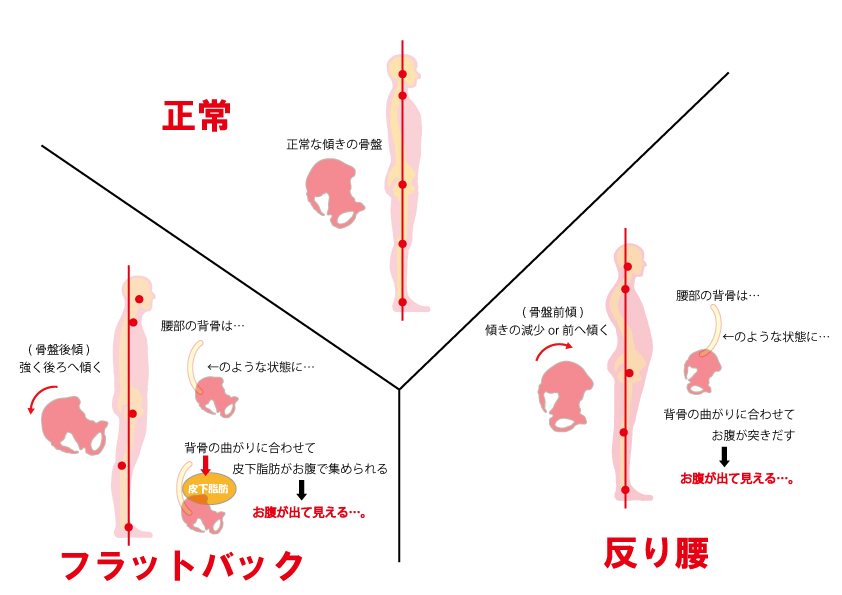 姿勢とお腹