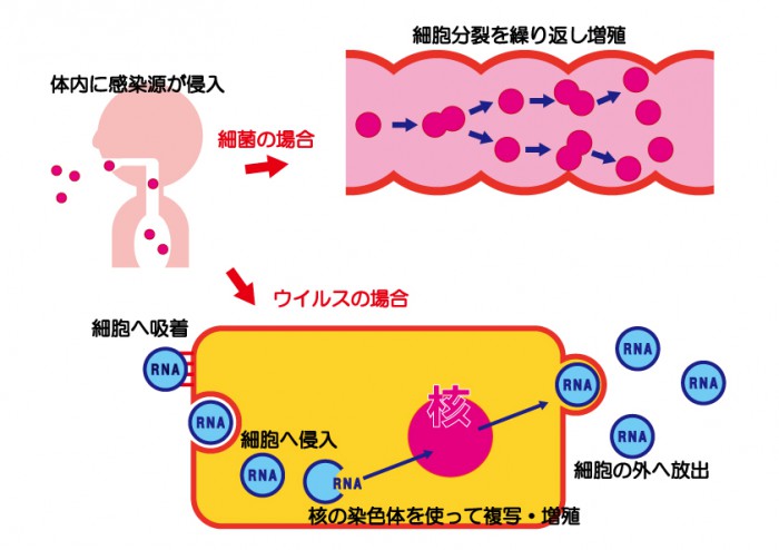 ウイルス・細胞の増殖